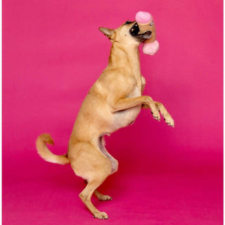 Scruffy - Peter Woofington (Dildo) - Circus of Books