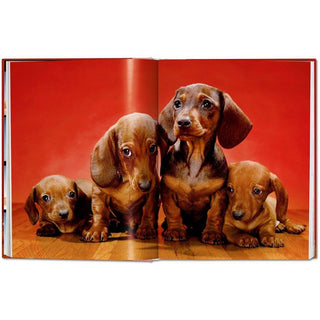 Walter Chandoha. Dogs. Photographs 1941-1991 - Circus of Books